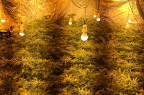 Εργαστήριο υδροπονικής κάνναβης μέσα σε σπίτι στην Αρτέμιδα