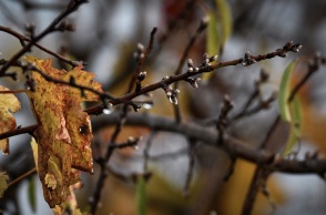 Στιγμιότυπο Φθινοπώρου