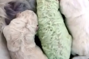 Αυτό το κουτάβι γεννήθηκε πρασινωπό & το λένε «ο Φυστίκης»