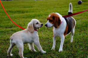 Κατοικίδια σε βόλτα στην εξοχή