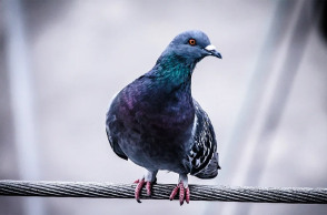 ΑΡΧΕΙΟ - Περιστέρι 