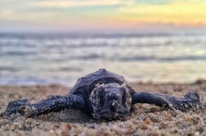 Θαλάσσια χελώνα