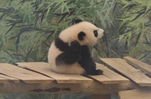 O Φαν Σινγκ, το πρώτο γιγαντιαίο Πάντα που γεννήθηκε στην Ολλανδία