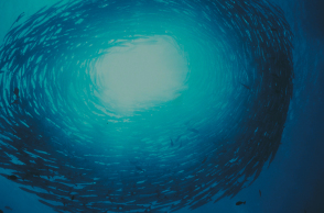 Fish Guide από το WWF