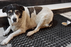 Υπέρβαρος αδέσποτος σκύλος στη Θεσσαλονίκη