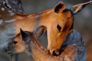 Υπερπληθυσμός ελαφιών στη Ρόδο: Είναι χιλιάδες και κατεβαίνουν στις κατοικημένες περιοχές, εκπονείται σχέδιο για τη διαχείρισή τους 