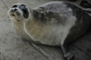 Φώκια της Κασπίας Θάλασσας