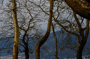Ιωάννινα: Χαιρέτα μου τον πλάτανο
