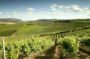 Οι αμπελώνες του Κτήματος Χατζημιχάλη