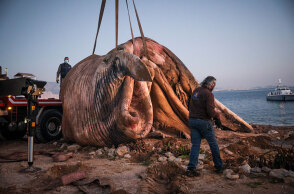 Νεκρή φάλαινα στον Πειραιά - Μεταφέρεται με γερανοφόρο όχημα