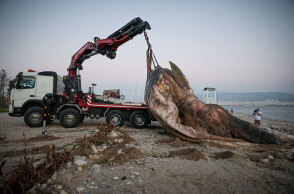 Νεκρή φάλαινα στον Πειραιά απομακρύνεται από γερανοφόρο όχημα