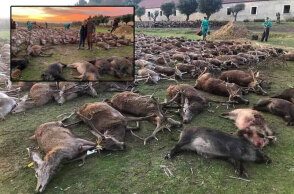 Νεκρά ελάφια στην Πορτογαλία μετά τη μαζική σφαγή από κυνηγούς