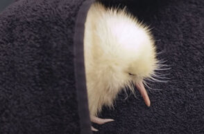 Manukura, το σπάνιο λευκό κίβι στη Νέα Ζηλανδία