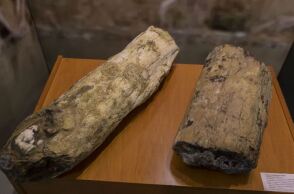  Απολιθωμένος κορμός