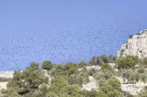 Αποδημητικά πουλιά στον Κορινθιακό Κόλπο
