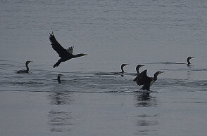 Κορμοράνοι στη Νέα Κίο στην Αργολίδα ξεχειμωνιάζουν