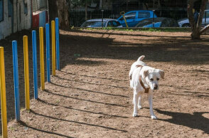 Νέα Σμύρνη: Στην πλατεία Δεξαμενής το πρώτο πάρκο αποκλειστικά για σκύλους