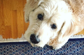 Ο σκύλος του Δημήτρη Παπαδόπουλου, Άλφι