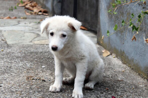 Αδέσποτο σκυλί