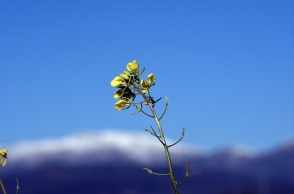 Χιόνια στην Αργολίδα