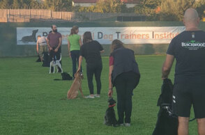 Professional Dog Trainers Institute