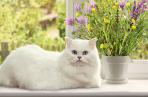 Γάτα μπροστά από το παράθυρο