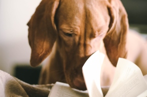 Σκύλος που παίζει με βιβλίο