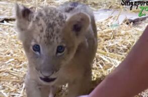 Το μικρό λιονταράκι, ο Σίμπα