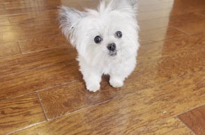 Norbert, ο σκύλος θεραπευτής