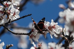 Ηλιοφάνεια - Ανθισμένη αμυγδαλιά