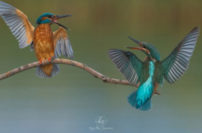 Ο καβγάς σε ένα ζευγαράκι αλκυόνες