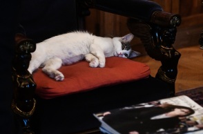 Η Καλυψώ, η γάτα που υιοθέτησε η Πρόεδρος της Δημοκρατίας 