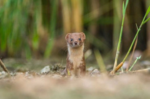 Βραβείο για τη νυφίτσα που κοιτά κατάματα το φακό
