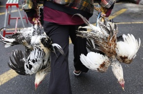 Η Ρωσία ανέφερε στον Παγκόσμιο Οργανισμό Υγείας το πρώτο περιστατικό ανθρώπινης μόλυνσης με την γρίπη των πτηνών – Τι αναφέρουν οι Αρχές 
