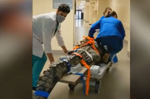 Κροκόδειλος στη Φλόριντα κατάπιε παπούτσι και οδηγήθηκε στο χειρουργείο