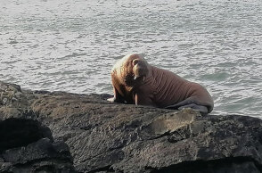 Σπάνιο θέαμα στην Ιρλανδία με έναν θαλάσσιο ίππο να ξεκουράζεται στα βράχια