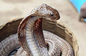 Κόμπρα (ΦΩΤΟ ΑΡΧΕΙΟΥ) © Pixabay - Φίδι δάγκωσε 30χρονο και τον έστειλε στη ΜΕΘ στο νοσοκομείο «Άγιος Σάββας»