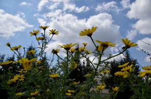 Καιρός - Λουλούδια