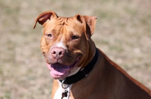 Πιτ Μπουλ - Σκύλος