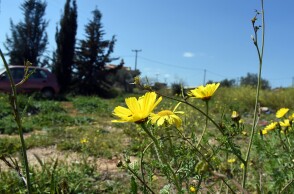 Ανοιξιάτικος ο καιρός σήμερα