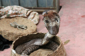 Κόμπρα (ΦΩΤΟ ΑΡΧΕΙΟΥ) - Βγήκε από τον «Άγιο Σάββα» ο 30χρονος που τον δάγκωσε το φίδι