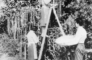 Τα «μακαρονόδεντρα» (spaghetti tree) στην Ιταλία - Το επικό ψέμα του BBC για την Πρωταπριλιά