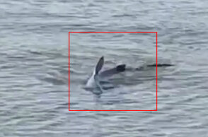 Ναύπλιο: Ο καρχαρίας που εμφανίστηκε στην παραλία Καραθώνα