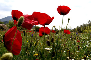 ΑΡΓΟΛΙΔΑ - ΑΝΟΙΞΙΑΤΙΚΟ ΣΤΙΓΜΙΟΤΥΠΟ