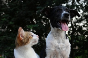 Σκύλος και γάτα