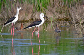 ΑΡΓΟΛΙΔΑ- ΠΑΓΚΟΣΜΙΑ ΗΜΕΡΑ ΑΠΟΔΗΜΗΤΙΚΩΝ ΠΤΗΝΩΝ