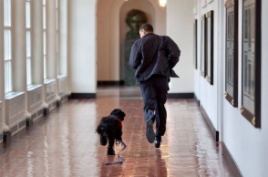 Ο σκύλος της οικογένειας Ομπάμα, Μπο  