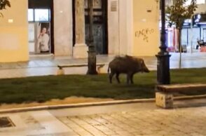 Αγριογούρουνο στην πλατεία Αριστοτέλους στη Θεσσαλονίκη