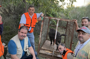  Πίαστηκε το αγριογούρουνο στη Θεσσαλονίκη