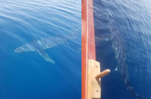 Κινέτα: Καρχαρίας με μήκος πάνω από 5 μέτρα περνά δίπλα από βάρκα με ψαράδες